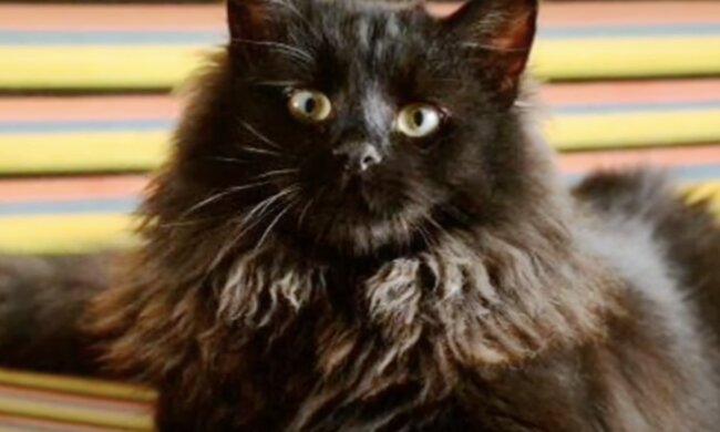 Katze. Quelle: Screenshot YouTube