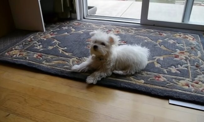 Malteser Welpe. Quelle: Wiwo