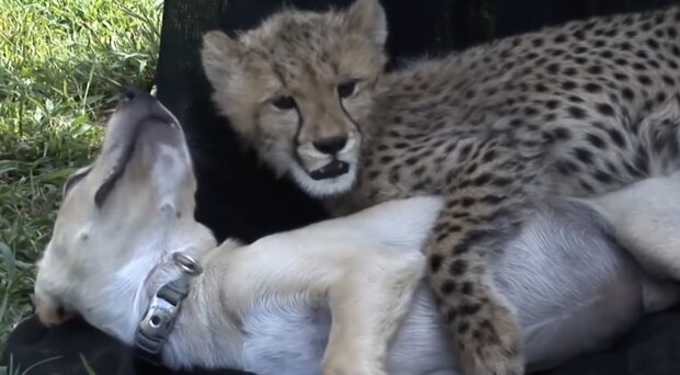 Gepard und Hund. Quelle: Screenshot YouTube