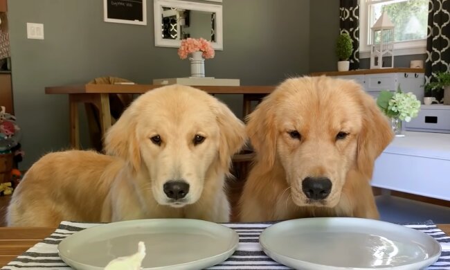 Hunde in einem Restaurant. Quelle: YouTube Screenshot