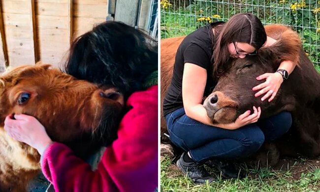 Neue "Therapie": freundliche Umarmungen mit Kühen