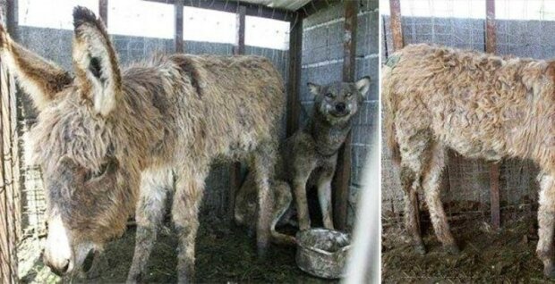 Um den gefangenen Wolf zu füttern, legten die Besitzer einen alten Esel in den Käfig und Tiere freundeten sich an