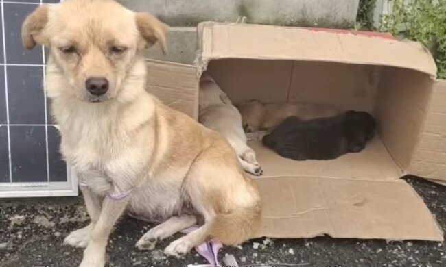 Tierheimhund. Quelle: Youtube Screenshot