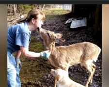 Charmante Gäste bei schlechtem Wetter. Quelle: Screenshot YouTube