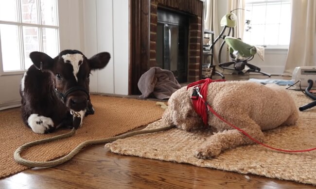 Kuh und Hund im Haus. Quelle: YouTube Screenshot