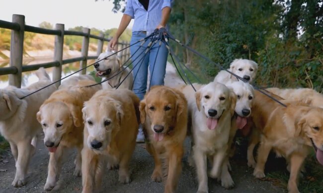 Hunde. Quelle: Youtube Screenshot