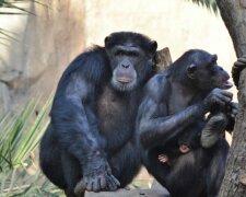 Schimpansefamilie. Quelle: naked-science