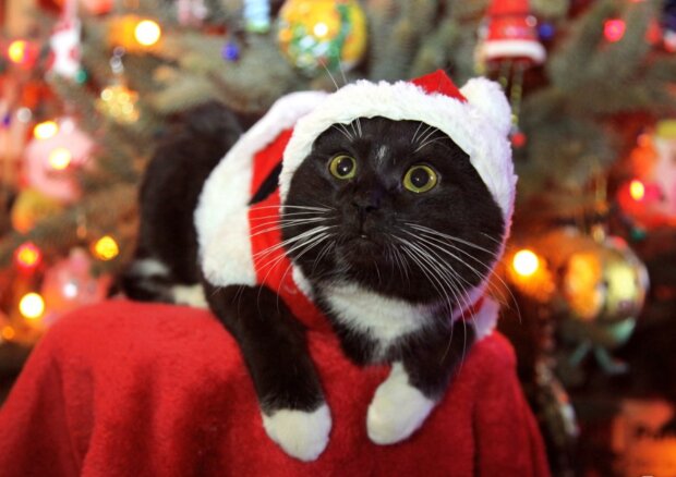 Als Weihnachtsmann verkleidete Katzen schenken Weihnachtsstimmung den Gästen des Cafes