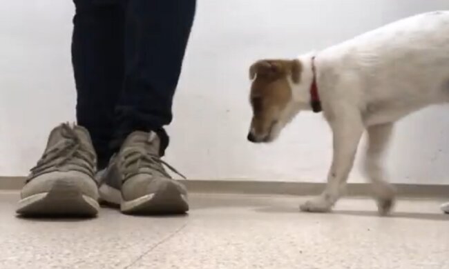 In der Hoffnung ein Zuhause zu finden: Ein zwei Monate alter Welpe jammerte in der Kälte unter einer Bank und träumte von Wärme