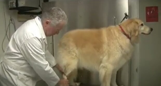 Behandlung des Hundes. Quelle: Screenshot YouTube