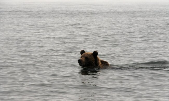 Ein Bär blieb mit dem Kopf in einem Fass stecken und wäre beim Schwimmen im See fast ertrunken, konnte aber rechtzeitig gerettet werden