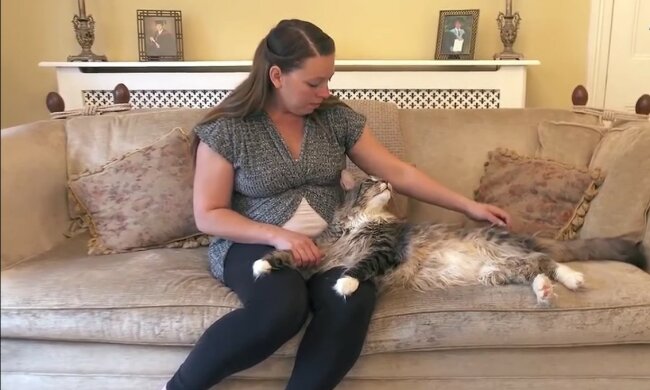 Katze. Quelle: Youtube Screenshot