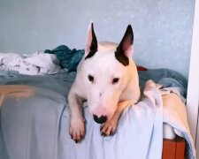 Bullterrier. Quelle: Youtube Screenshot