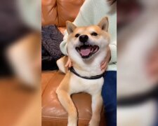 Der Hund, der immer lacht.Quelle: Youtube Screenshot