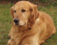Ein schöner Golden Retriever. Quelle: laykni.com
