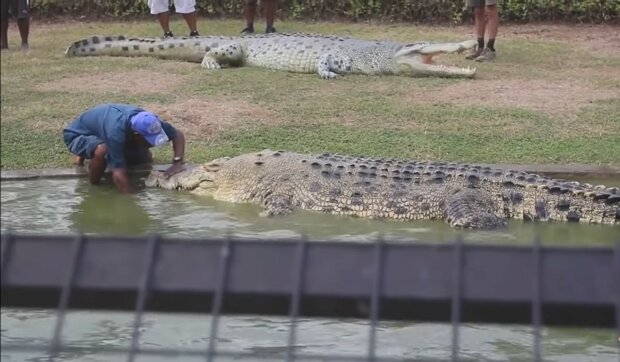 Krokodil. Quelle: Youtube Screenshot