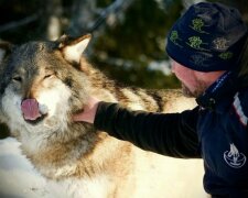 “Mowgli umgekehrt”: Ein Mann zog vier Wölfe auf und wurde der ” Leitwolf “