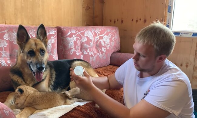 Hündin ist die beste Mutter für Löwenbabys geworden. Quelle: Youtube Screenshot