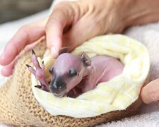 Zweite Mutter: Eine Frau hat ein verwaistes neugeborenes Känguruh aufgenommen und pflegt das Tier ehrfürchtig