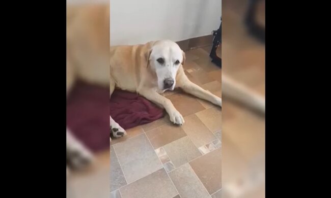 10 Jahre lang hat der Hund den Menschen gedient. Quelle: Youtube Screenshot