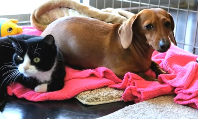 Süße Beziehung. Quelle: Youtube Screenshot