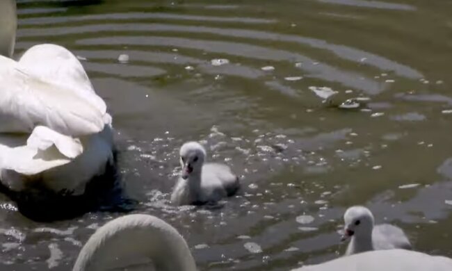 Schwäne. Quelle: Screenshot YouTube
