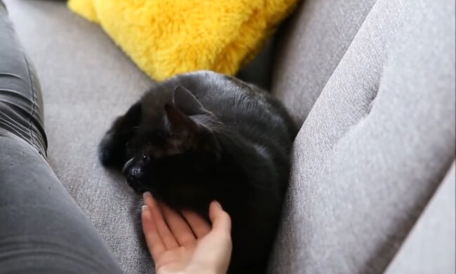 Ein Mann hat vor vielen Jahren ein Kätzchen aus einem Tierheim adoptiert: Jetzt rettet das Tier seinem Besitzer regelmäßig das Leben