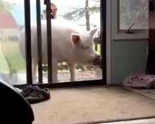 Ein Ferkel. Quelle: Screenshot YouTube