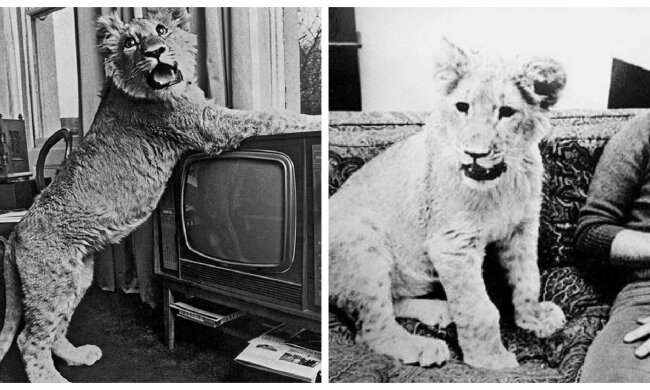 Christian, Löwe. Quelle: Screenshot