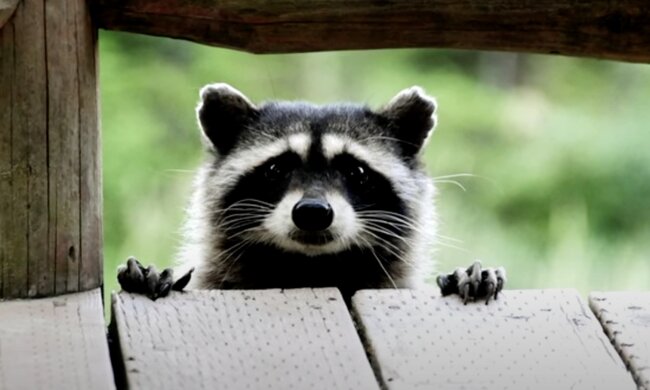 Waschbär. Quelle: Screenshot YouTube