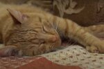 Katze. Quelle: Screenshot YouTube