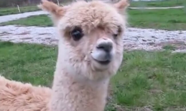 Kleine Alpaka. Quelle: Screenshot YouTube