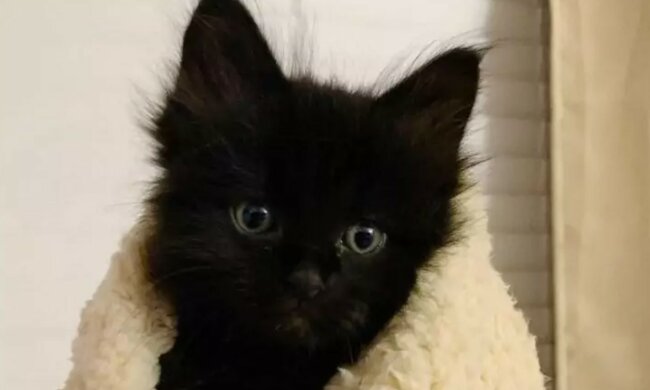 Ein kleines Kätzchen. Quelle: Screenshot YouTube