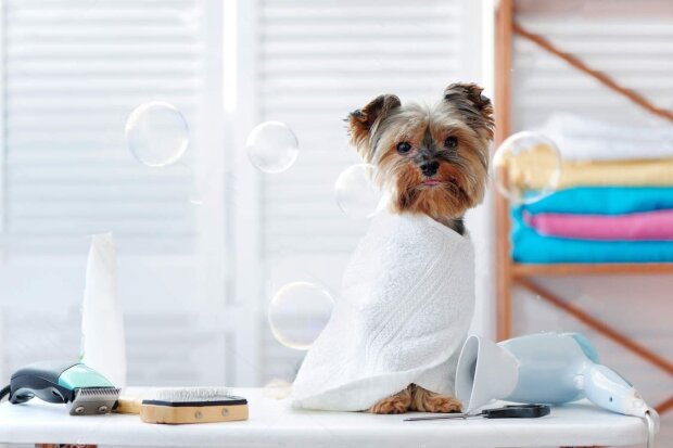 Neue Frisur für ihren Hund Deutschlands erster Friseursalon für Mensch