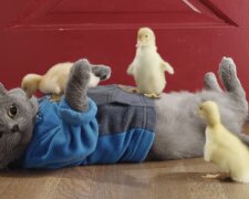 Kater. Quelle: Screenshot YouTube
