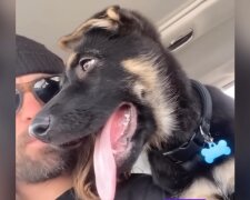 Vier Pfoten, großes Herz. Quelle: Youtub Screenshot