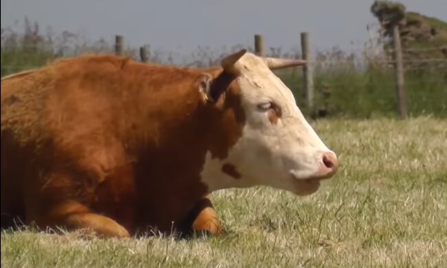 Die gute Kuh. Quelle: YouTube Screenshot