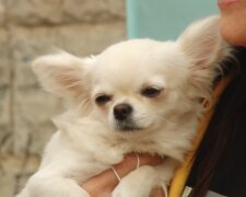 Chihuahua. Quelle: Youtube Screenshot