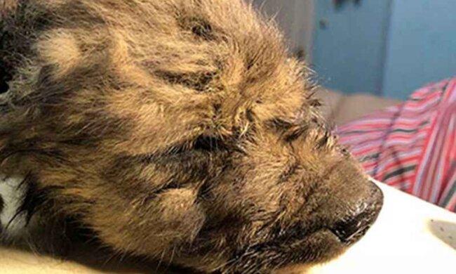 Prähistorischer Welpe ist möglicherweise der älteste Hund der Welt: Details