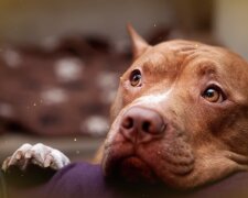 Pitbull. Quelle: goodhouse.com