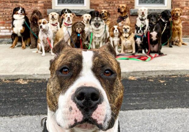 Organisation, die Hundespaziergänge durchführt, macht die coolsten Selfi-Fotos von Hunden: Besitzer sind begeistert