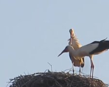 Familie Storch. Quelle: YouTube Screenshot