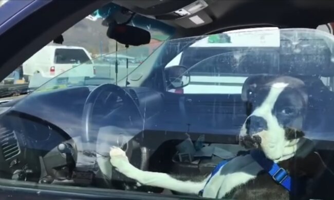 Ein Hund am Steuer. Quelle: Youtube Screenshot