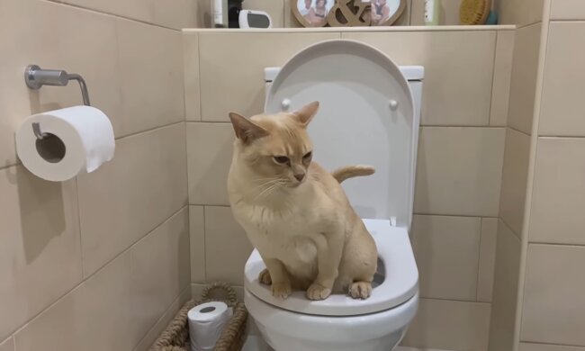 Die erstaunliche Geschichte von Luna und ihrer menschlichen Toilette. Quelle: Youtube Screenshot