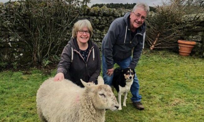 Haben Spaß zusammen: Ein Schaf hält sich für einen Hund und ist mit einem Collie befreundet
