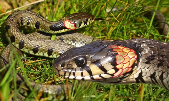 Schlangen. Quelle: Youtube Screenshot