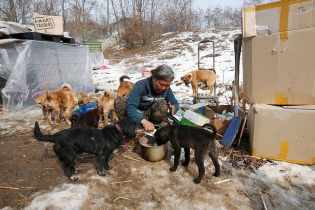 Fürsorge für Tiere: Eine 61-jährige Frau hat 200 Hunde in ihrem Hof und kommt gut mit ihnen aus