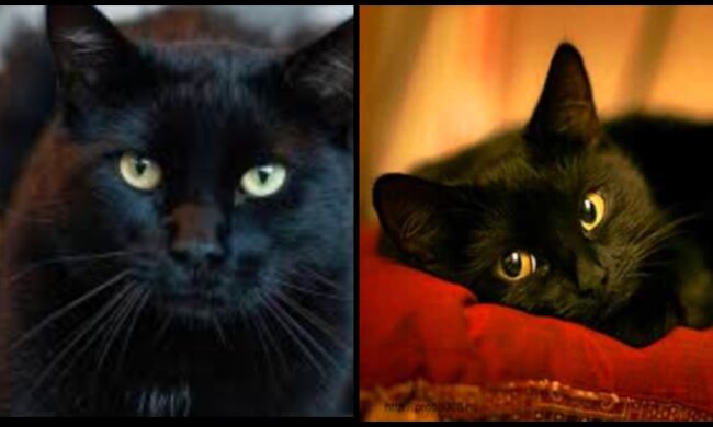 Schwarze Katern. Quelle: Screenshot