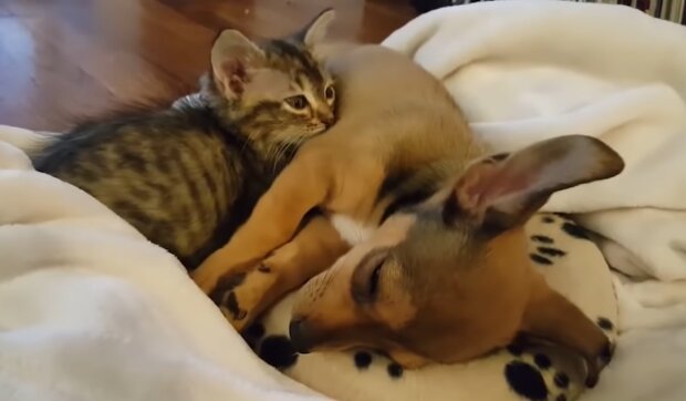 Kätzchen und Hund. Quelle: Screenshot Youtube