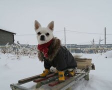 Der Junge hatte keine Angst vor dem Schnee und ging hinaus, um seinen Hund zu schlitten: Er erhielt dafür ein Geschenk